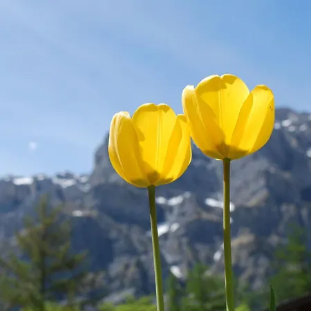 아파트 Haus Cristal By Interhome