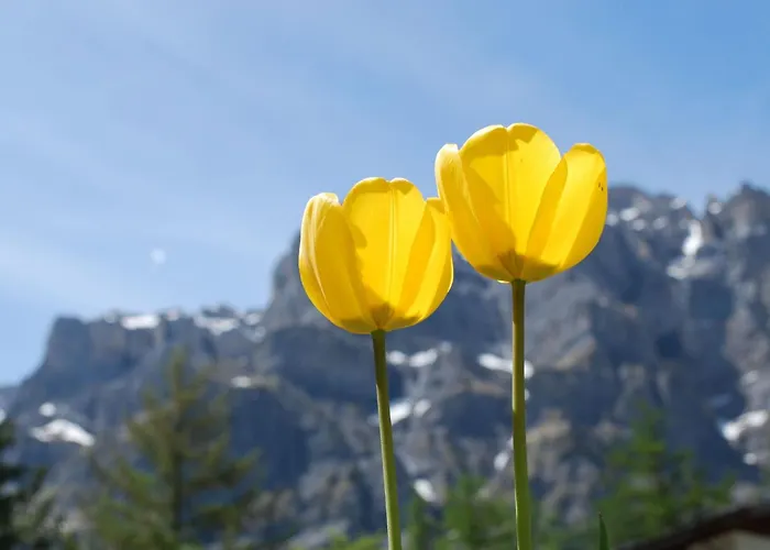 公寓 Haus Cristal By Interhome